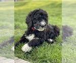 Small Photo #11 Labradoodle Puppy For Sale in LIBERTY, IL, USA