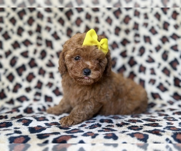 Medium Photo #4 Cavapoo (Miniature) Puppy For Sale in LAKELAND, FL, USA