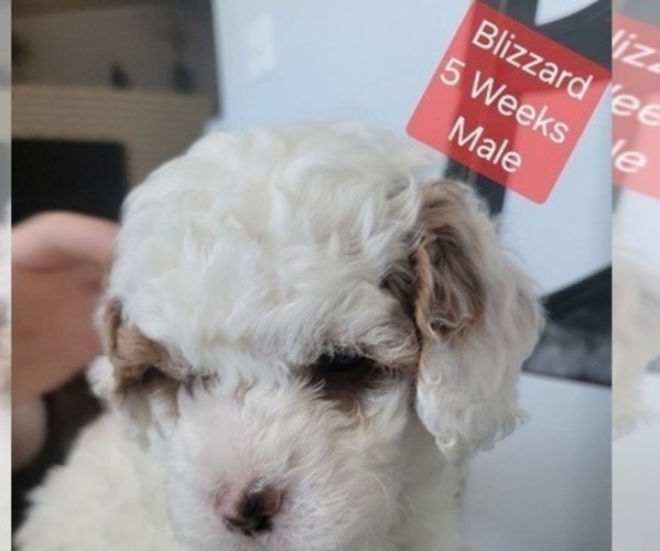 Medium Photo #1 Goldendoodle (Miniature) Puppy For Sale in MILFORD, UT, USA