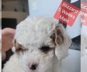 Goldendoodle (Miniature) Puppy for sale in MILFORD, UT, USA