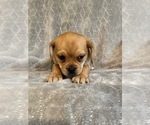 Small Photo #12 Puggle Puppy For Sale in LAKELAND, FL, USA