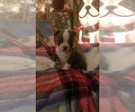 Small #7 Boston Terrier