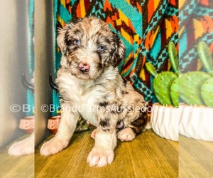 Aussiedoodle Puppy for sale in BEDFORD, VA, USA