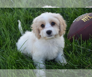 Cavachon Puppy for sale in ELDORADO, OH, USA
