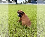 Image preview for Ad Listing. Nickname: Birdie