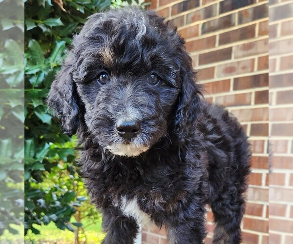 Medium Photo #5 F2 Aussiedoodle Puppy For Sale in COLUMBIA, TN, USA