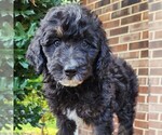Small #4 F2 Aussiedoodle