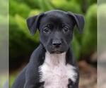 Small Golden Retriever Mix