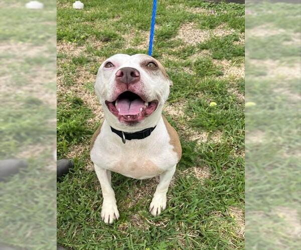 Medium Photo #1 Pointer-Unknown Mix Puppy For Sale in Pasadena, TX, USA