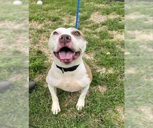 Pointer-Unknown Mix Dogs for adoption in Pasadena, TX, USA