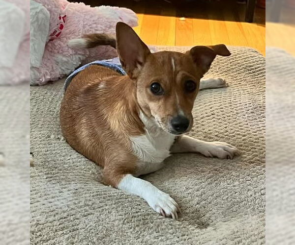 Medium Photo #2 Rat-Cha Puppy For Sale in Princeton, MN, USA