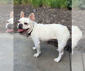 French Bulldog Dogs for adoption in St. Louis Park, MN, USA