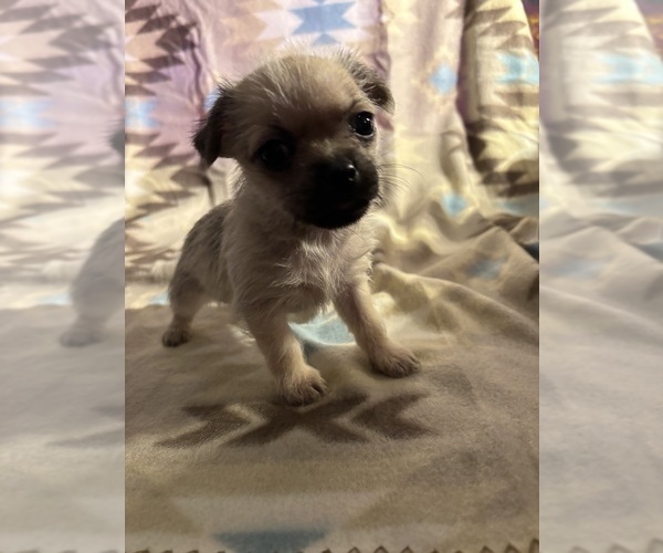 Medium Photo #6 American Eskimo Dog-Pug Mix Puppy For Sale in THOMASVILLE, NC, USA