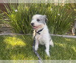 Small #1 Border Terrier Mix