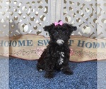 Small #3 YorkiePoo