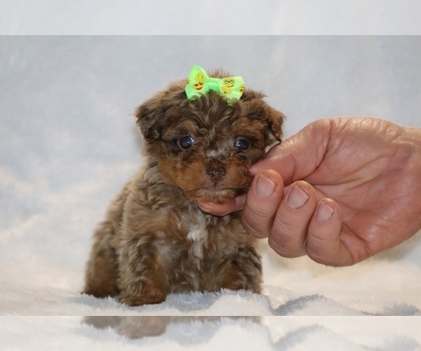 Medium Photo #3 ShihPoo Puppy For Sale in DYERSBURG, TN, USA