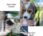 Puppy 4 Australian Shepherd-Beagle Mix