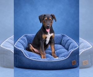 Mutt Dogs for adoption in Shillington, PA, USA