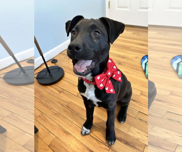 Medium Photo #1 Labrador Retriever-Unknown Mix Puppy For Sale in Rockaway, NJ, USA
