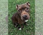 PUMPKIN - Female Mutt Dog for Adoption - Small photo