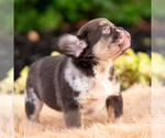 Small #3 French Bulldog