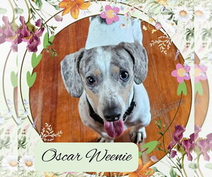 Dachshund Dogs for adoption in San Antonio, TX, USA