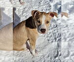Small #2 American Pit Bull Terrier Mix