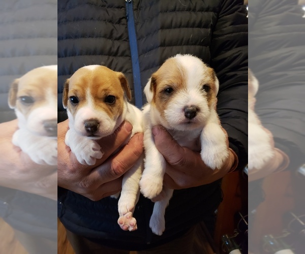 Medium Photo #1 Jack Russell Terrier Puppy For Sale in AMMON, ID, USA