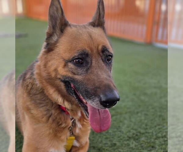 Medium Photo #1 German Shepherd Dog-Unknown Mix Puppy For Sale in Las Vegas, NV, USA