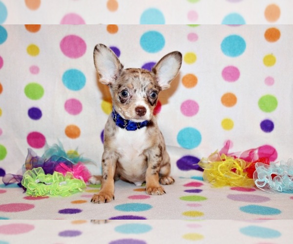 Medium Photo #69 Chihuahua Puppy For Sale in CHARLESTON, AR, USA
