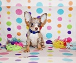 Small #1 Chihuahua