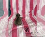Small #22 French Bulldog