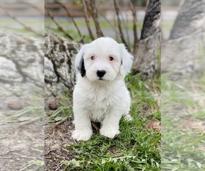 Miniature Bernedoodle Puppy for sale in COLBERT, WA, USA