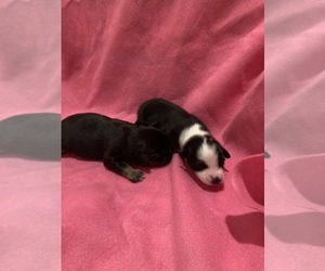 Australian Shepherd Puppy for sale in BROOKSVILLE, FL, USA