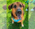 Small Photo #3 German Shepherd Dog-Saint Bernard Mix Puppy For Sale in Woodland, CA, USA