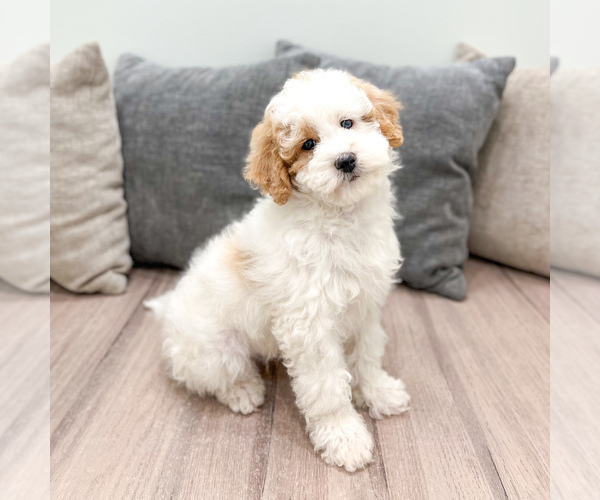 Medium Photo #1 Bernedoodle (Miniature) Puppy For Sale in DUNDEE, OH, USA