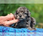 Small #1 Poodle (Toy)
