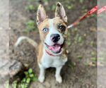 Small #28 Catahoula Leopard Dog Mix