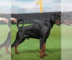 Small Photo #16 Doberman Pinscher Puppy For Sale in FORT LAUDERDALE, FL, USA