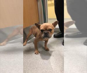 French Bulldog Dogs for adoption in Orange, CA, USA