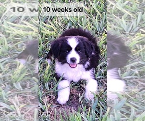 Miniature Australian Shepherd Puppy for sale in POPLARVILLE, MS, USA