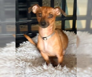 Chihuahua-Unknown Mix Dogs for adoption in Ventura, CA, USA