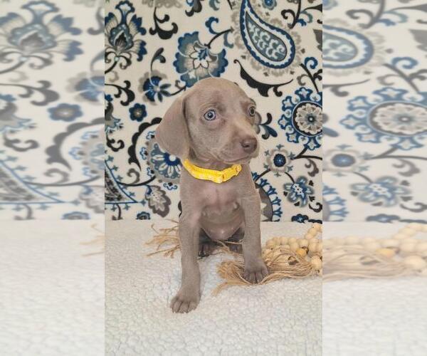 Medium Photo #19 Weimaraner Puppy For Sale in LEWISBURG, KY, USA