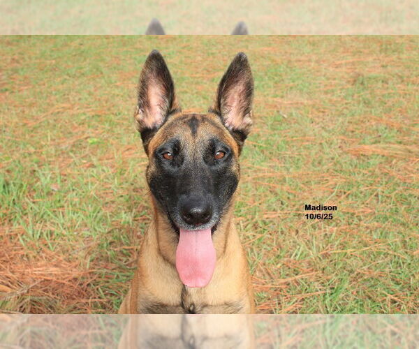 Medium Photo #1 Mutt Puppy For Sale in Stevens Point, WI, USA