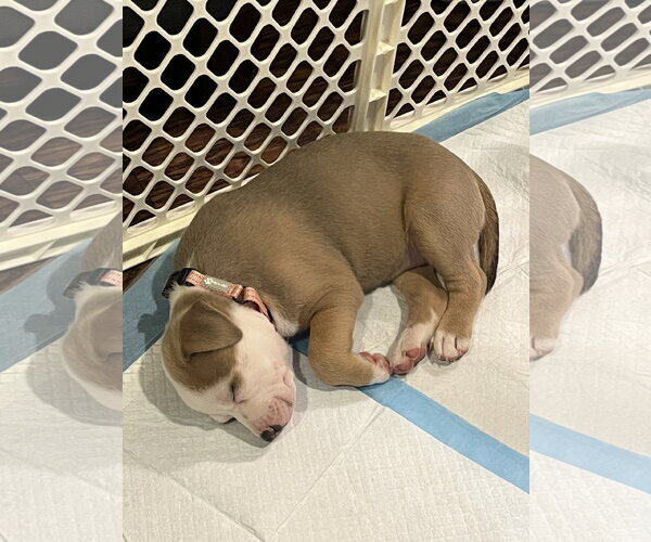 Medium Photo #4 Mutt Puppy For Sale in Rockaway, NJ, USA