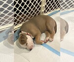 Small #3 Mutt