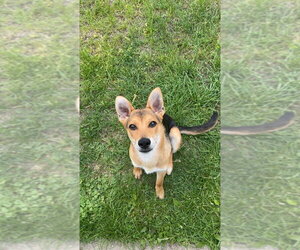 German Shepherd Dog-Unknown Mix Dogs for adoption in Springdale, PA, USA
