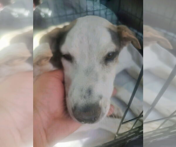 Medium Photo #3 Labrador Retriever-Unknown Mix Puppy For Sale in Pena Blanca, NM, USA