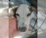 Small #2 Labrador Retriever Mix