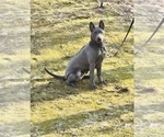 Small #4 Thai Ridgeback